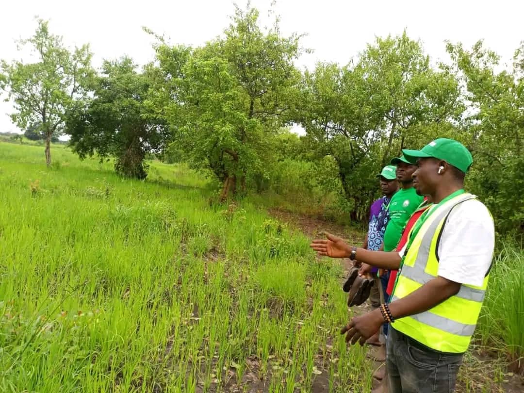 GoFarm partners supervising one of the rice farms in Nigeria