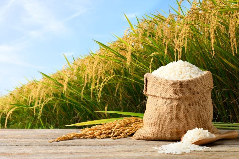 Rice ready for harvest